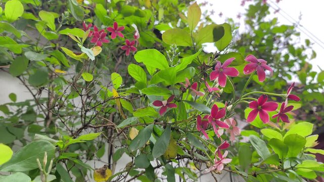 Beautiful Rangoon Creeper flowers bloom in the garden. Vibrant red and pink petals hang from green vines. The Combretum indicum plant sways gently in the breeze.