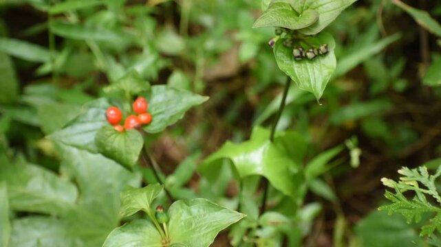 Cluster of ripe red Tacca palmata berries nestled between lush green leaves