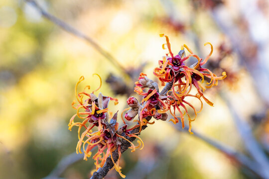 View of the yellow flowers of witch hazel &rsquo;Jelena&rsquo; starting to bloom in early spring.