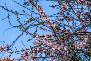 Prunus dulcis pertenece a la familia de Rosaceae.