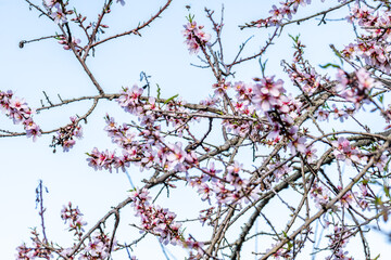 Prunus dulcis pertenece a la familia de Rosaceae.