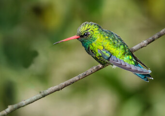 Picaflor verde © Sergio