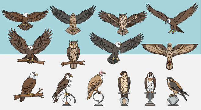 A comprehensive collection of various birds of prey, including eagles, owls, and falcons in different poses.