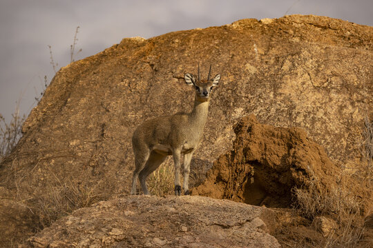 View of a slender Kirk's dik-dik stands poised atop a sun-baked rock, its delicate form a study in contrasts against the rugged landscape, Nanyuki, Laikipia, Kenya.