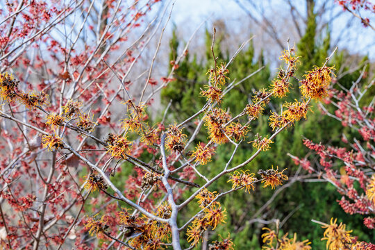Hamamelis intermedia &rsquo;Jelena&rsquo; with yellow flowers that bloom in early spring.