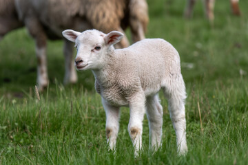 Naklejka premium White lamb in field in front of other animals 