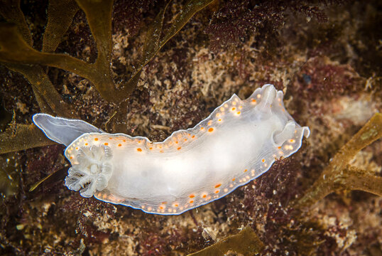 Nudibranquio molusco