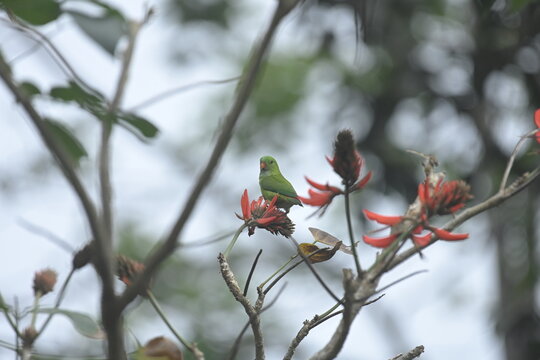Vernal Hanging Parrot 
