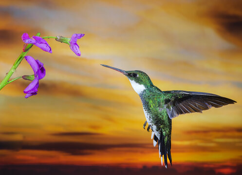 Colibr&iacute; libando al atardecer