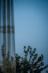 Tree at dusk from a window with a curtain