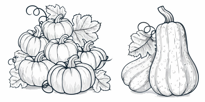 A collection of hand drawn pumpkins and gourds in monochrome style