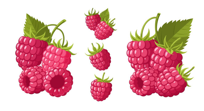 A vibrant illustration of several ripe raspberries with green leaves