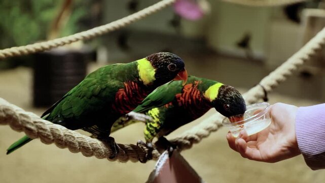Colorful lorikeet parrots perched on a rope in an indoor aviary, as a hand offers a small dish of food, showcasing the interaction between birds and their caretaker in a vibrant setting