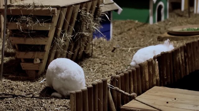 White rabbits foraging in a straw-covered enclosure near wooden structures, with a brown rabbit visible in the background, showcasing their natural behavior in a cozy indoor setting
