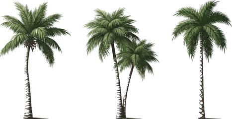 Tropical palm trees isolated, green coconut palms collection, exotic summer nature design element, botanical illustration, realistic foliage, beach paradise concept © Motiur