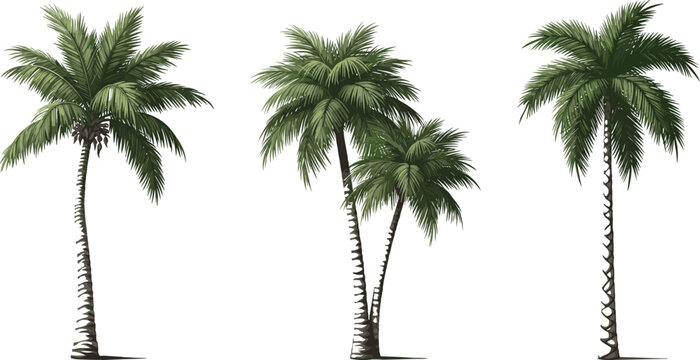 Tropical palm trees isolated, green coconut palms collection, exotic summer nature design element, botanical illustration, realistic foliage, beach paradise concept