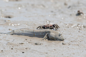 泥の中の珪藻を食べるムツゴロウ