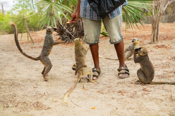 Common brown lemur (Eulemur fulvus) with orange eyes. © Elena