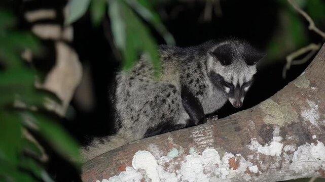 Common Palm Civet, Mentawai Palm Civet, Asian palm civet tricky one tree at night    