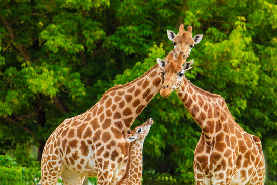 family of Giraffe Giraffa camelopardalis,with a baby. sticking out blue tongue