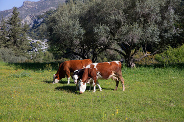 Brown and white cows grazing in lush green meadow with trees nearby