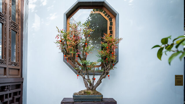 View of a bonsai tree adorned with small red decorations against a white wall and octagonal window, Portland, Oregon, United States.