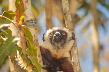 Endangered Coquerel Sifaka Lemur Propithecus coquereli Madagascar