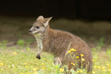 Bennett's wallaby Macropus or Notamacropus rufogriseus