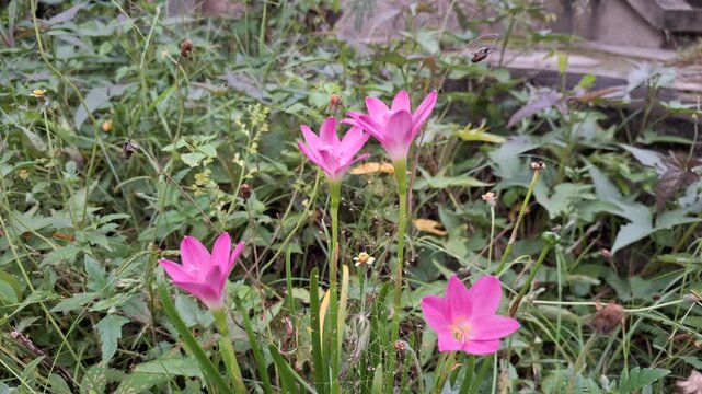 Pink Zephyranthes minuta rain lily flowers macro close up garden blooming floral nature spring growth concept video footage for landscaping horticulture and environment projects in natural daylight.