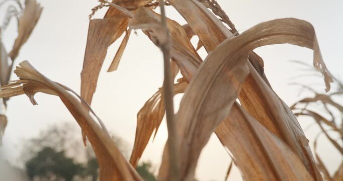 Close-up of dried corn plants in a rural agricultural field after harvest during warm sunset light. Dry corn stalks and leaves sway gently in the wind, showing seasonal farming conditions, harvest cyc