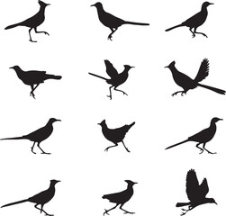 Obraz premium set of roadrunners