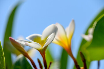 Fototapeta premium Beautiful plumeria flowers blooming under bright blue sky in Cyprus