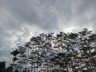 Rows of slender sengon trees towering, their leaves swaying in the wind, against a backdrop of cloudy grey skies, presenting a cool, quiet and calm atmosphere typical of a naturally peaceful rural mor © iwan