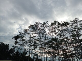 Rows of slender sengon trees towering, their leaves swaying in the wind, against a backdrop of cloudy grey skies, presenting a cool, quiet and calm atmosphere typical of a naturally peaceful rural mor © iwan