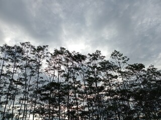 Rows of slender sengon trees towering, their leaves swaying in the wind, against a backdrop of cloudy grey skies, presenting a cool, quiet and calm atmosphere typical of a naturally peaceful rural mor © iwan