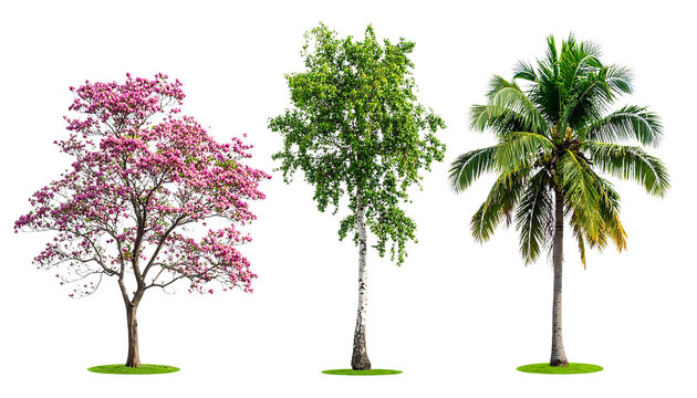 Set of Tropical Coconut Palm Slender White Birch and Pink Flowering Tabebuia Trees Standing on Green Grass Isolated on White Background PNG
