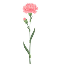 Single pink carnation flower with green stem and a bud isolated on black background