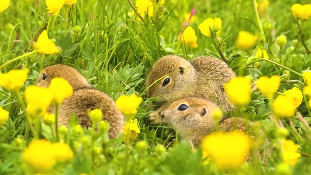 easter bunny with yellow flowers