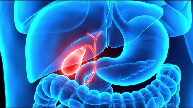 3d rendering of human gallbladder and digestive system with area of concern highlighted, suitable for medical presentations, educational materials, health infographics, and scientific research.