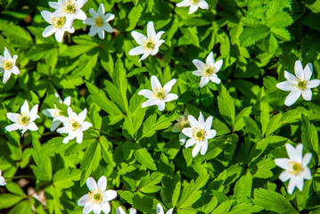 White snowdrops on a forest glade  © licvin