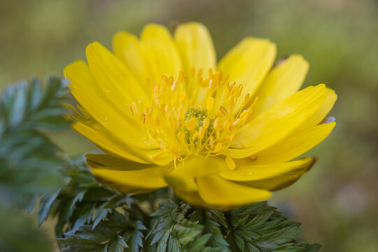 forked stem adonis