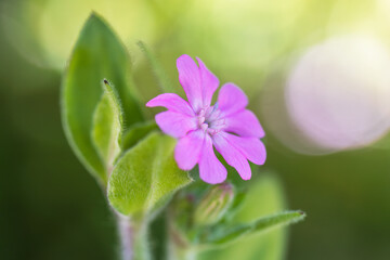 drooping catchfly