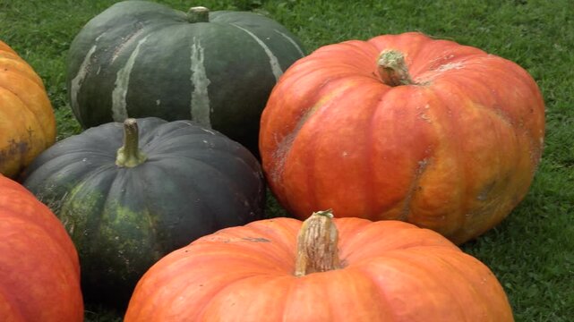 Autumn Pumpkins And Winter Squash Harvest: Orange And Green Pumpkins On Grass For Fall Decor