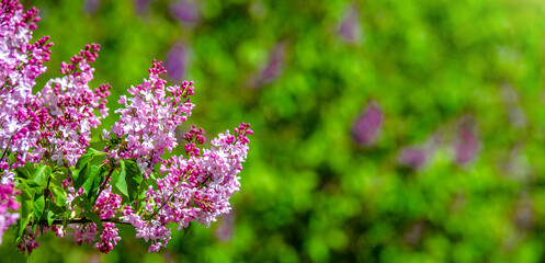 Obraz premium Pink lilac blooms in the Botanical garden