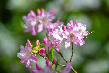 Obraz premium pink rhododendron blooms in the Botanical garden 