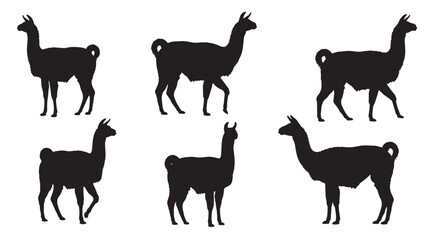 Llama silhouettes set in different poses isolated on white background, black alpaca outline collection for design and decor featuring silhouette, animal, mammal with camelid and farm animal elements © Beckham 