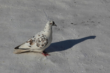 pigeon on the beach