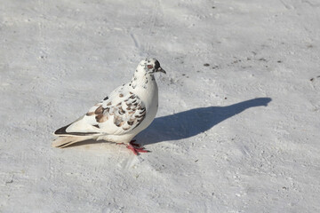 white dove on the ground