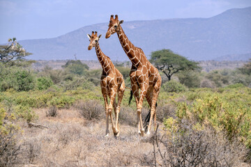 South African Giraffe (Giraffa giraffa giraffa) or Cape giraffe searching for water and food in Madikwe Game Reserve in South Africa © Footage pro plus
