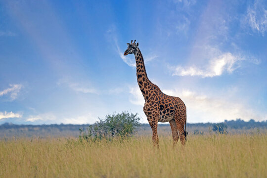 Giraffe on near forest. Nakuru lake region, Africa	